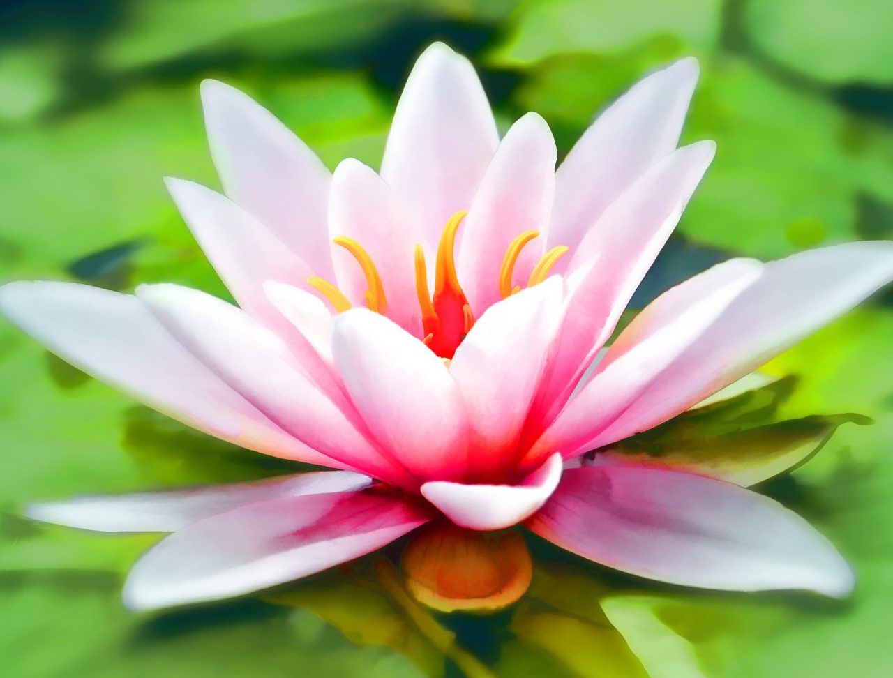 Lotus footer background image